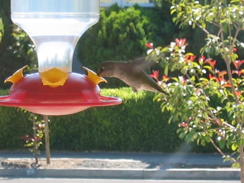 Anna's Hummingbird (F)