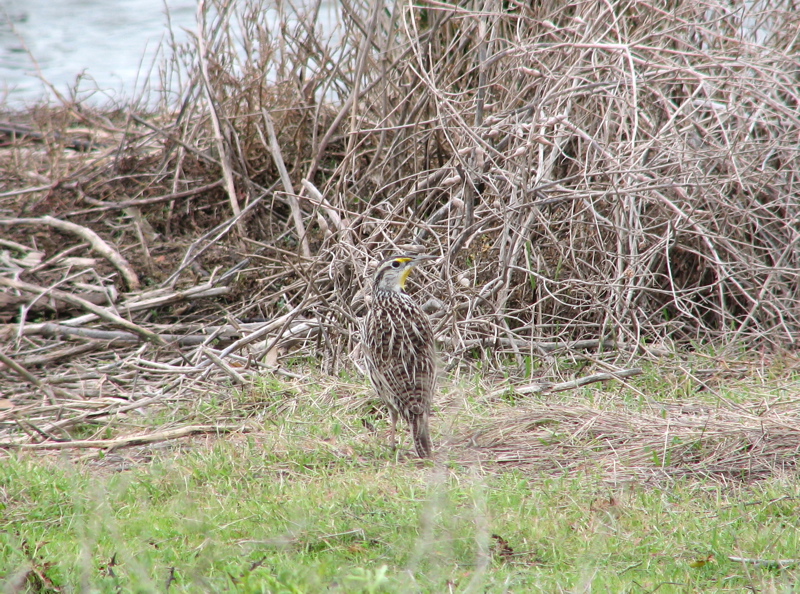 Western meadowlark