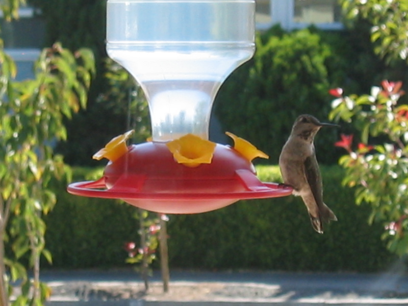 Anna's Hummingbird (F), Perched