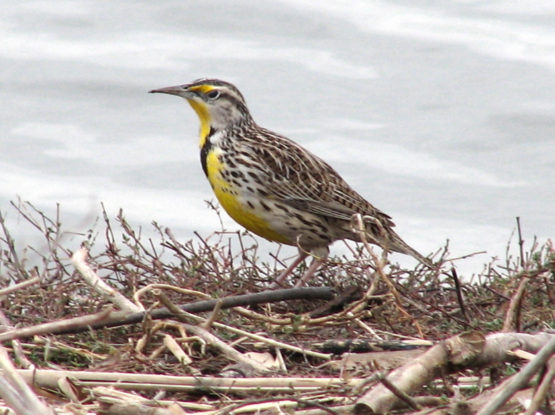 Western meadowlark