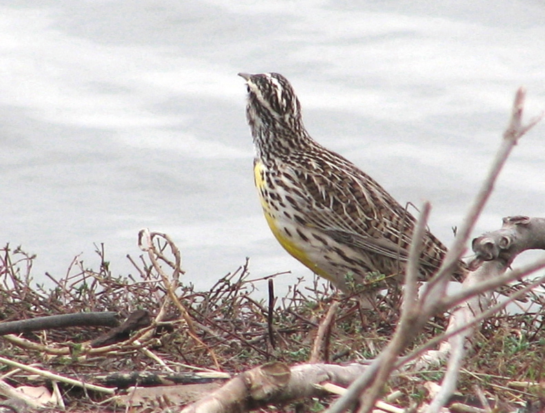 Western meadowlark, back of head