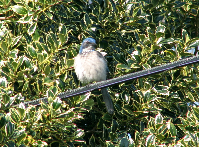 Western Scrub Jay