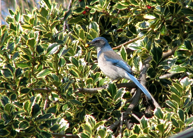 Western Scrub Jay