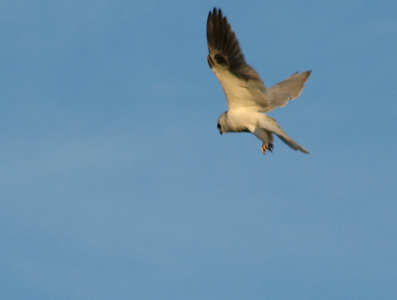 White Tailed Kite