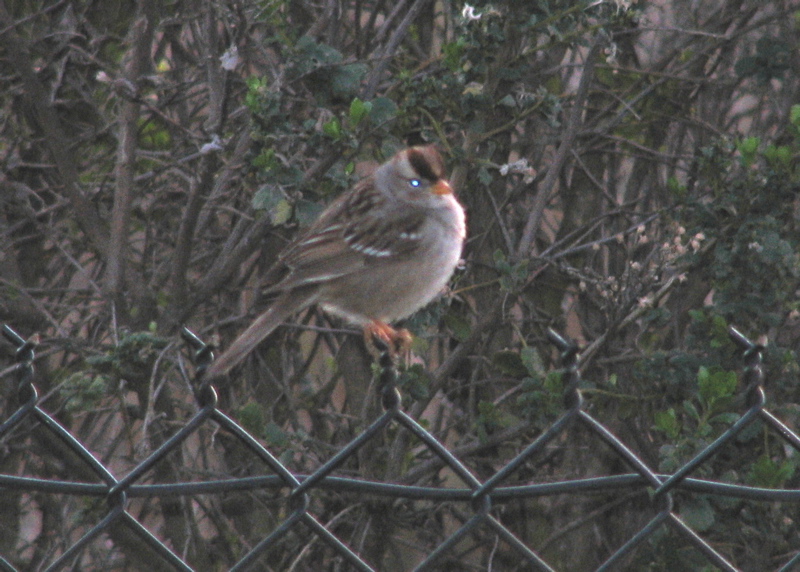 White-crowned sparrow, (Imm.?)