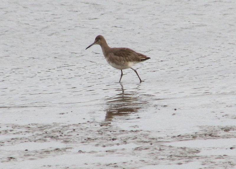 Willet